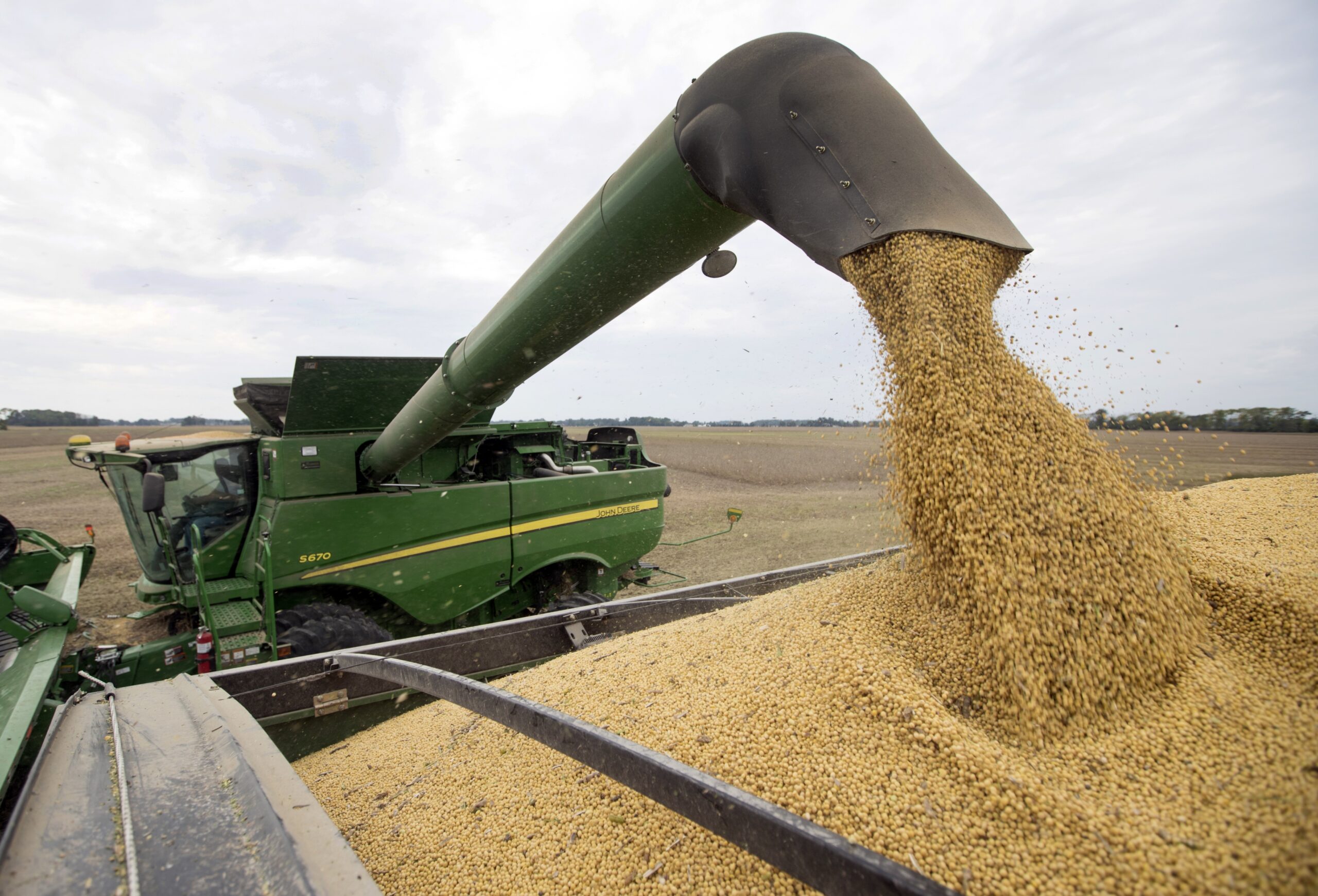 soybeans