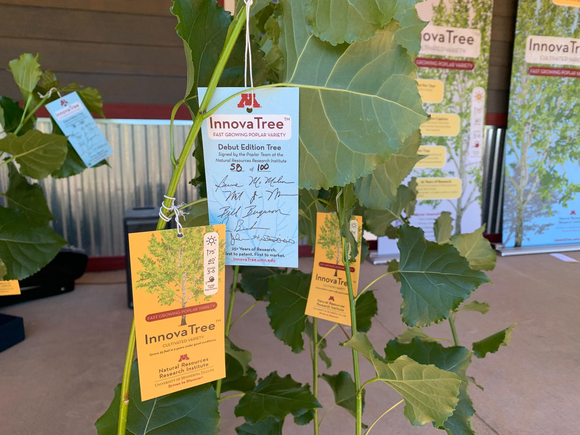 Bayfield farm launches new tree species made to clean pollution, thrive in Midwest